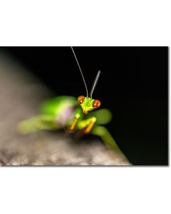 Giant Asian Mantis - Praying Mantis is often a common name 