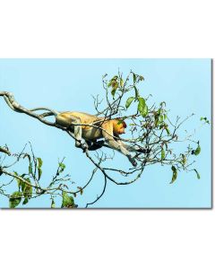 Proboscis Monkey reaching for the most tender leaves