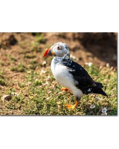 Puffin Chick posing in wild daisies