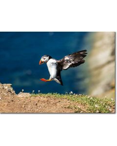 Puffin precariously landing on a cliff
