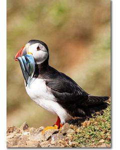 Puffin basking in sunshine with a mouthful of sand eels