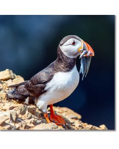 Puffin with a mouthful of Sand Eels