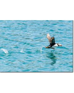 Take-off ! Puffin running over rippling seawater