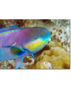 Purple-headed Parrotfish being cleaned by Wrasse