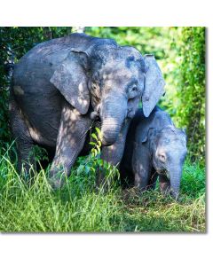 Pygmy Elephant Cow with her Calf