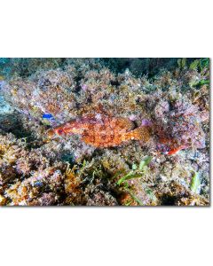 Rainbow Scorpionfish on a dazzling bejewelled reef