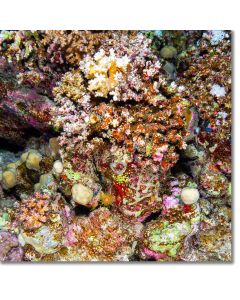 Red cup coral - a jewel among jewels