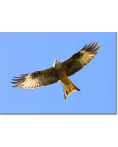Red Kites - Red Kite on a beautiful summers day in Wales
