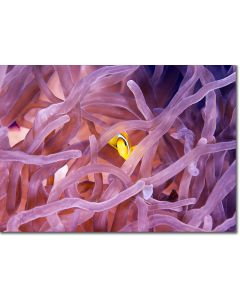 Pretty in Pink, Red Sea anemonefish (clownfish)