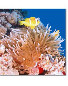Clownfish (Red Sea Anemonefish) on a coral reef