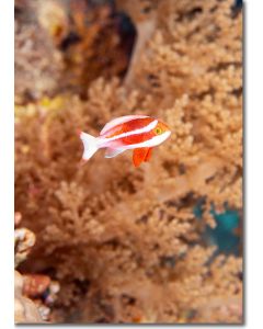 Red Sea Anthias occupying a brocoli coral