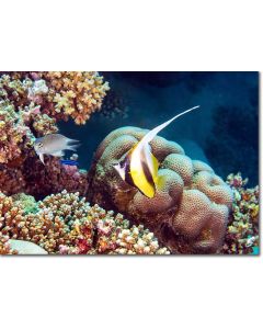 Red Sea Bannerfish at a reef cleaning station