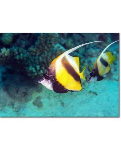 Pair of Red Sea Bannerfish in an Emerald Sea