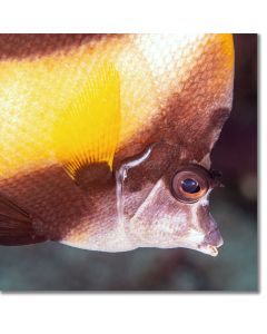 Eye of a Bannerfish