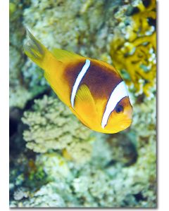 Red Sea Clownfish swimming along the reef drop-off