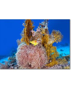Fire Coral Castle, Red Sea Clownfish