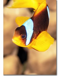 Clownfish Close-up - Red Sea Anemonefish