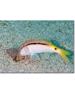 Red Sea Goatfish foraging for food in coral sands