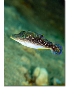 Red Sea Mimic Filefish (filefish) in the Red Sea