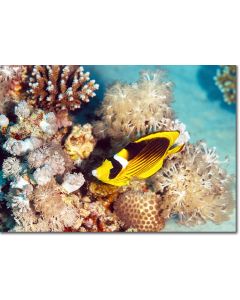 Red Sea Racoon Butterflyfish nestled within Xeniidae