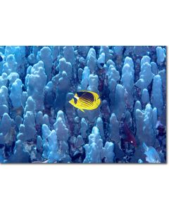 Diagonal Butterflyfish over a sea of coral columns