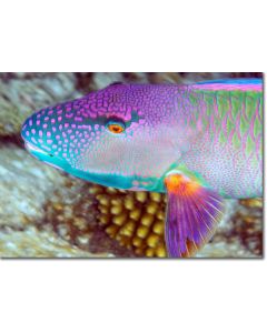 Red-speckled Parrotfish with beautiful fins