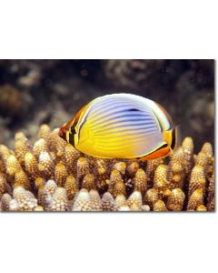 Redfin Butterflyfish hovering over Acropora coral