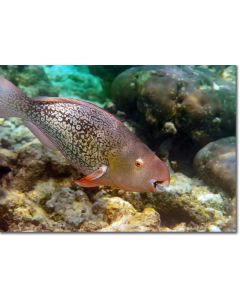 Redlip Parrotfish swooping down into the rocky shallows
