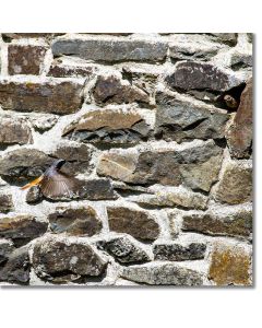 Redstart flying to its nest in an old stone barn