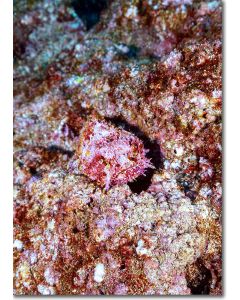 Reef Stonefish, the deadliest fish on the reef