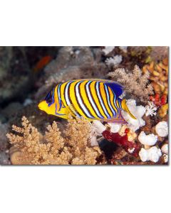 Regal Angelfish peeping out from the corals