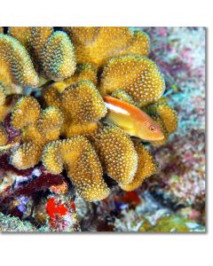 Ringeye Hawkfish hiding in Acropora coral