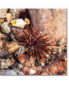Rock boring urchin among seashells
