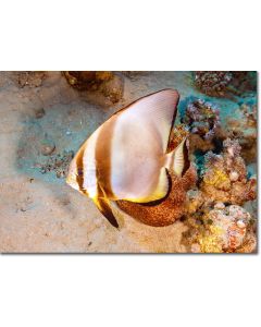 Roundface Batfish swimming over a corals