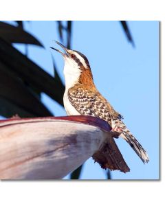 Rufous-backed wren singing on a banana palm