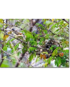 Rufous-backed wren nest building on an Acacia
