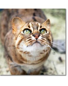 Adoring eyes - Rusty-spotted cat