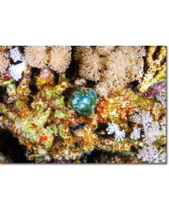 Sailors eyeball, a jewel in the coral reef
