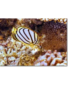 Scrawled Butterflyfish feeding on Coral Polyps