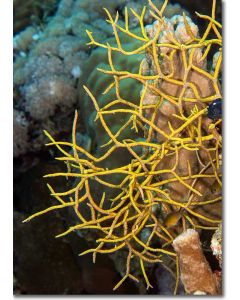 Golden branching coral