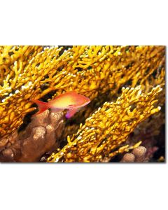Sea Goldie hiding within a fire coral