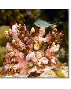 Green Chromis by a coral skeleton covered in sea squirts