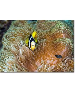Sebae Clownfish (anemonefish) guarding a saddle anemone