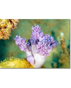 Short finger leather coral, a flower on the reef