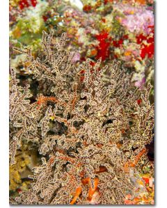 Siphonogorgia, delicate sea fan amongst corals