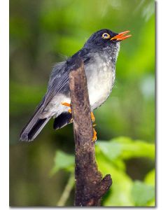 Slaty-backed nightingale-thrush singing in the cloud forest