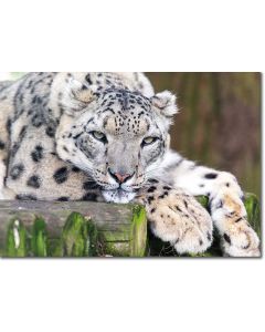 Snow leopard chilling on a bridge made of logs