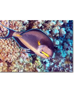 Sohal Surgeonfish shimmering in the sunlight descending through the rippling sea