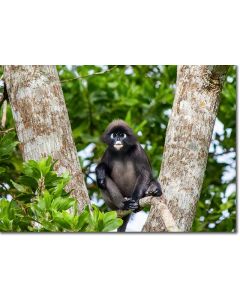 Spectacled Leaf Monkey perched on a rainforest tree