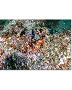 Seahorse hidden in an exquisite underwater tableau